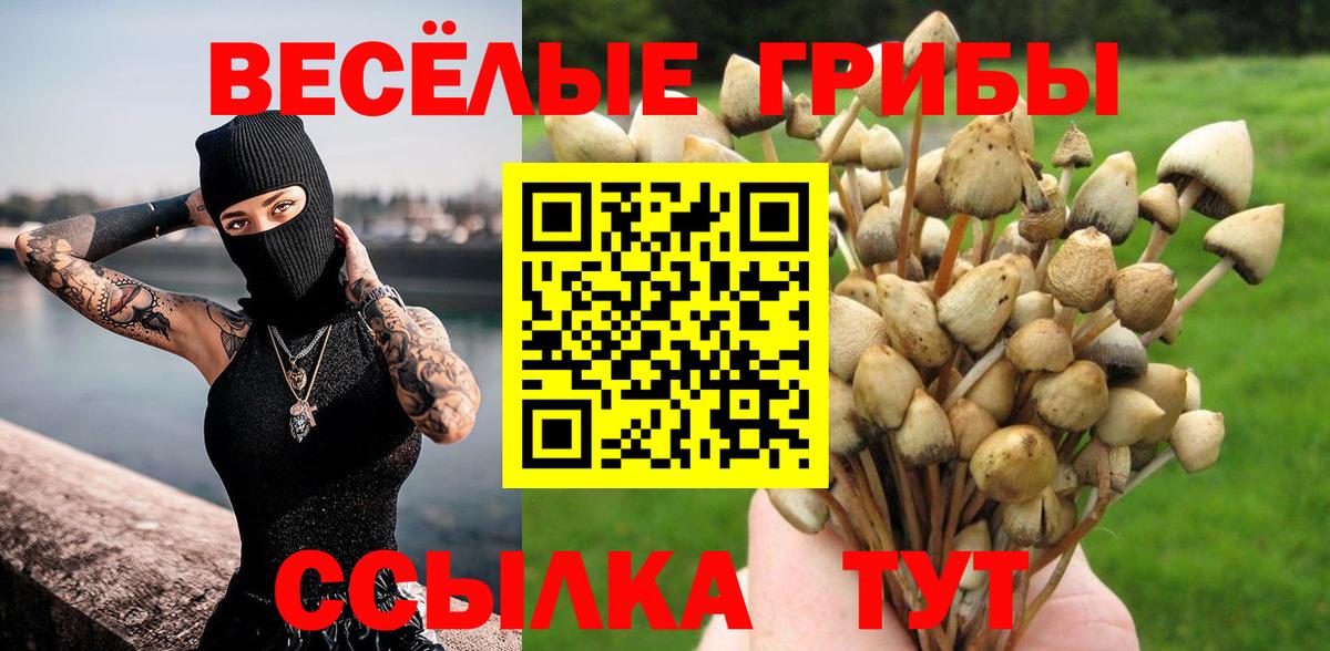 Галлюциногенные грибы Psilocybe Ейск